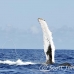 whale_humpback_h_00555_dom2603.jpg